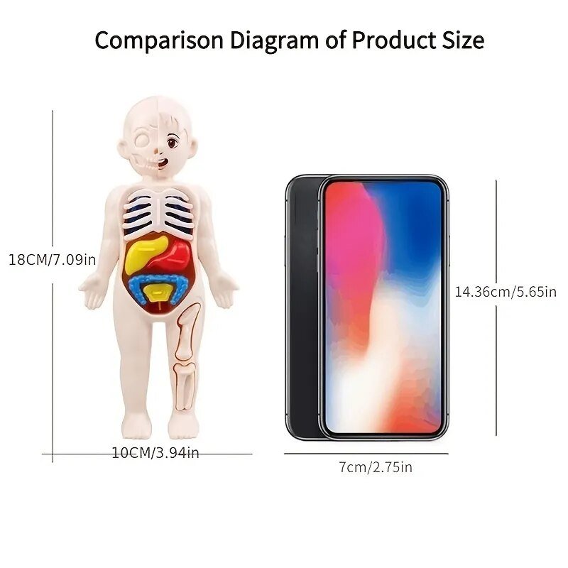 3D Human Body Anatomy Puzzle: Montessori Educational Toy