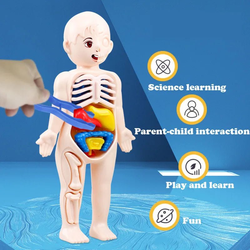 3D Human Body Anatomy Puzzle: Montessori Educational Toy